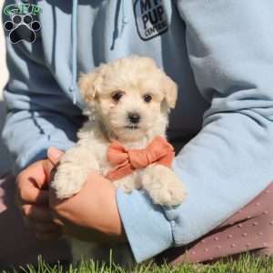 Elliot, Maltipoo Puppy